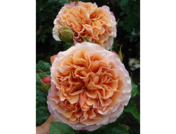 Belle d’Anjou (Бэль де Анжу) шр