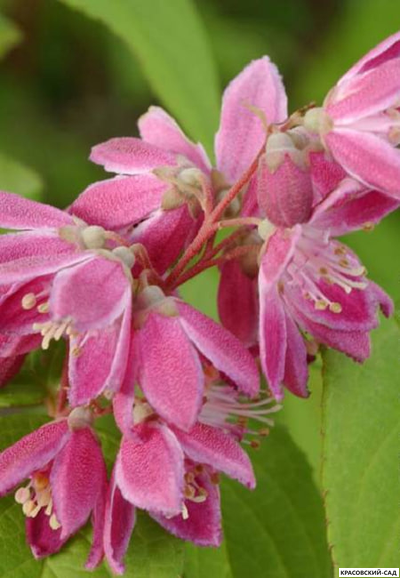 Дейция гибридная Строуберри Филдс фото цветов крупным планом красовский-сад.рф