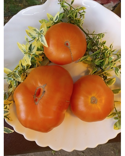 Томат Летний сидр (Summer Cider, США)