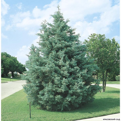 Кипарис Аризонский - Cupressus arizonica