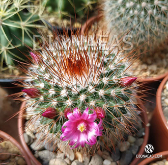 Mammillaria Spinosissima