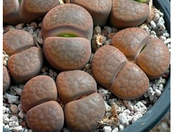 Lithops hookeri v.subfenestrata C175 (MG) - 10 семян