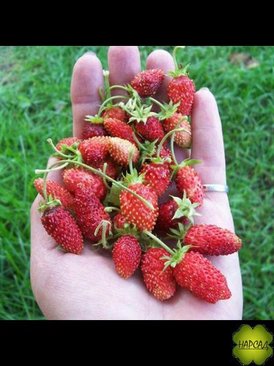 ЗЕМЛЯНИКА &quot;АЛЕКСАНДРИЯ&quot; (БЕЗУСАЯ, СЛАДКАЯ И КРУПНАЯ) (САЖЕНЕЦ В ГОРШКЕ)