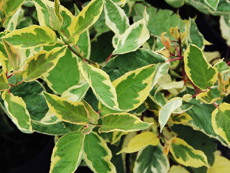 Дерен белый "Крим Крекер"  С3, 60-80