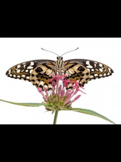 Демолей размах крыльев 8 - 11 см