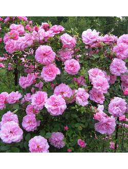 Штамбовая роза Джон Дэвис