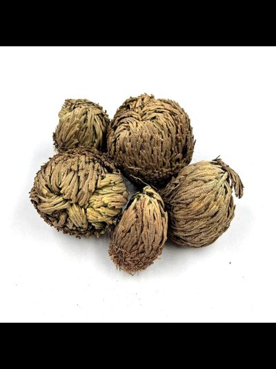 Купить Роза Иерихона