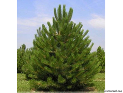 Сосна кедровая австрийская - Pinus Nigra Austriaca