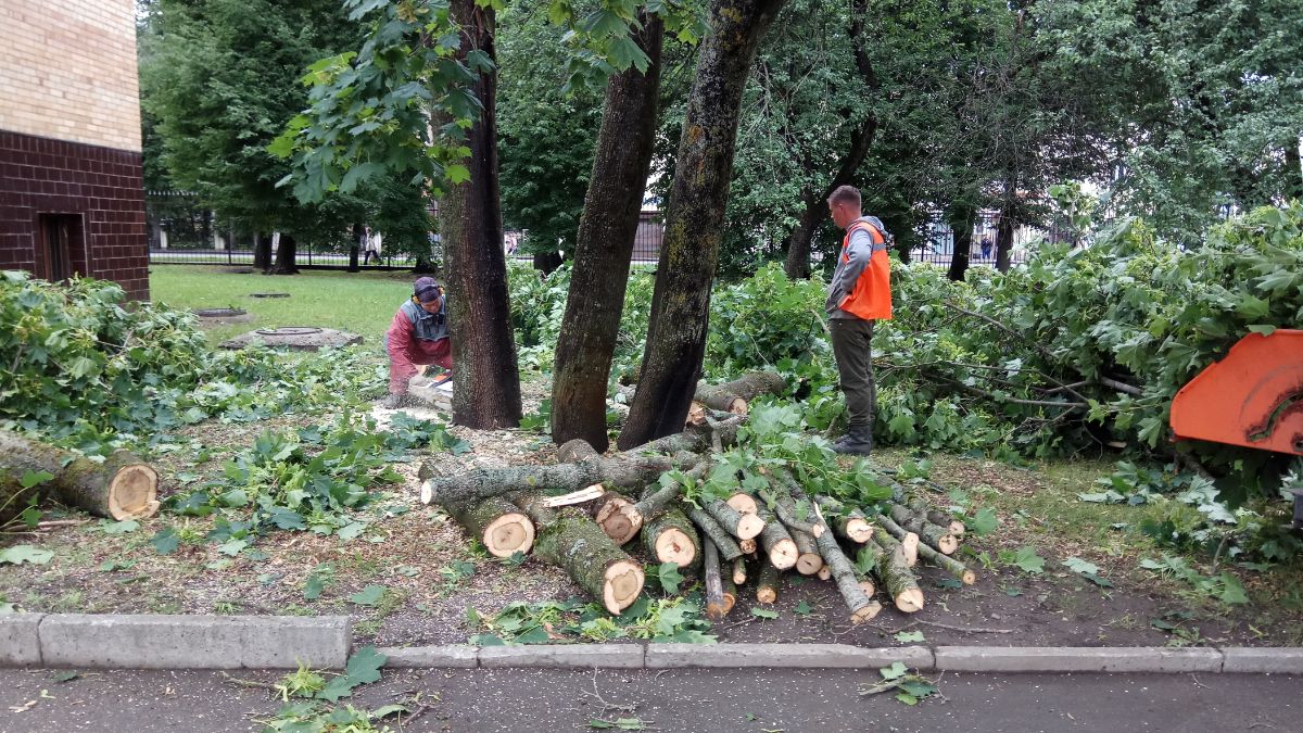 Вырубка аварийного клена на ул. Черемнова-Конюхова