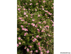 Лапчатка кустарниковая Пинк Парадайз Купить Саженцы в Москве