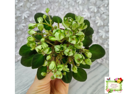 ML-Крыжовник (Miniviolets Lux) 2024 г.