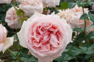 Афродита ( Aphrodite ), Ч/Г, Tantau .