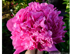 Пион Glory Hallelujah (Глория Аллилуя)