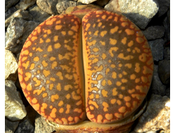 Lithops aucampiae (Kuruman form) C325 (MG-1550.5)