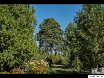 Сосна Кедровая Сибирская 1 метр