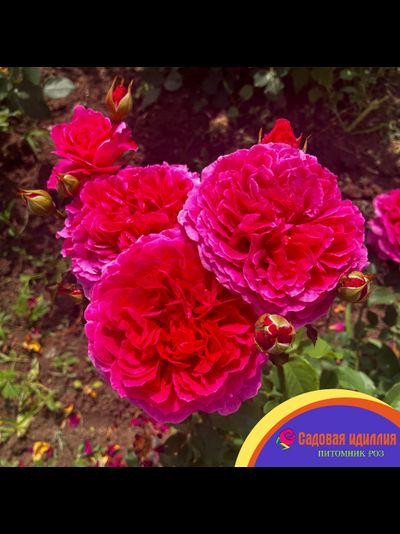 Габриэль ОАК (Gabriel OAK)