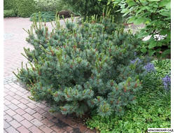 Сосна кедровая фото в саду красовский-сад.рф