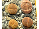 Lithops aucampiae Soetmelksvlei (MG-1541.994)