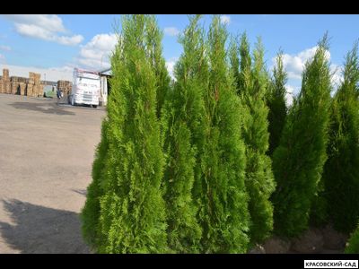 Туя Смарагд - Smaragd 4 метра