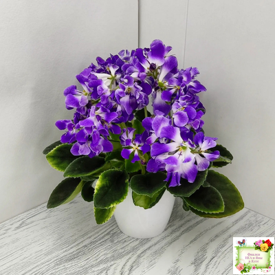 LV-Элизабет (Л. Шевелева) 2023 г.(лист посажен 29.01.26)