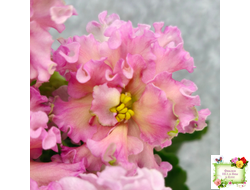 ЕК-Линжери (Е. Коршунова) 2021 г.