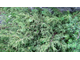 Можжевельник ложноказацкий, Артыш (Juniperus pseudosabina) Россия, хвоя и ягоды (5 мл) - 100% натуральное эфирное масло