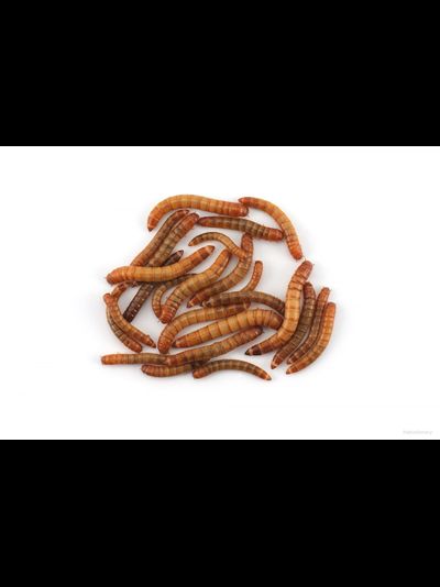 Мучной червь