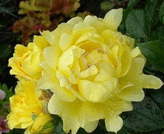 Сплендид раффлз, (Splendid Ruffles). Interplant.