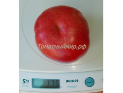 Томат Гном Арктическая Роза, Dwarf Arctic Rose