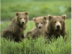 Купить греющую картину с фото медведица с двумя медвежатами