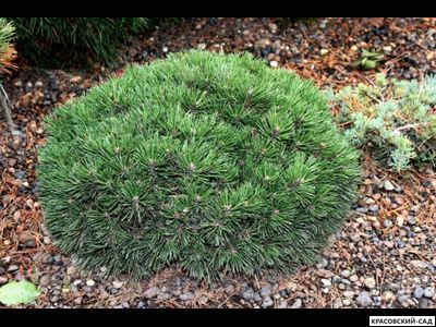 Сосна крючковатая - Uncinata