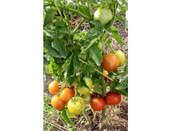 Томат Аленка