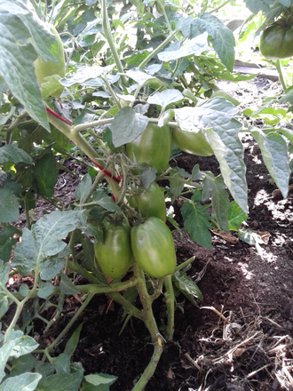 Семена томата Альмандин, Гном