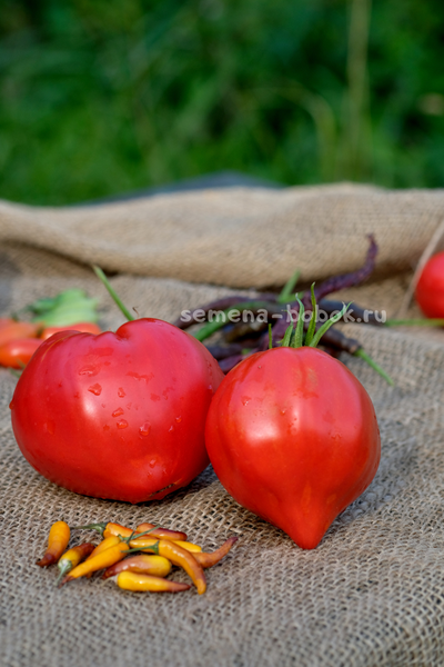 Томат Большая Красная Долли ( Big Dolly Red)