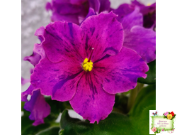 Dn-Cherchez la Femme (Д. Денисенко) 2020 г.