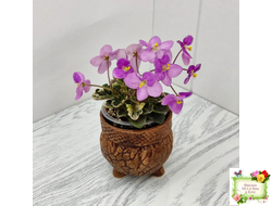 Toronto Belle (A.E.Adams) (детка)