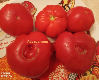 Томат Австралиец (Aussie), Австралия