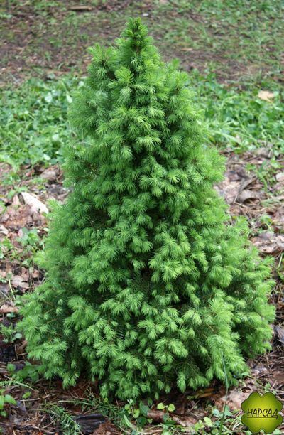 Ель канадская "Коника" (2 м)
