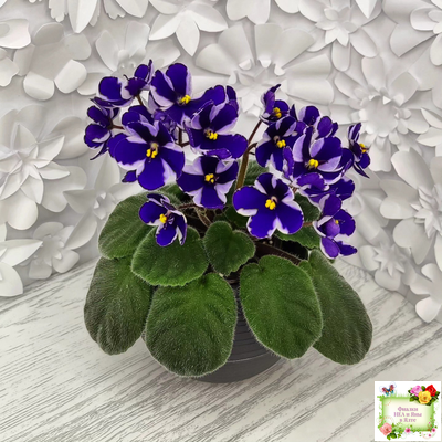 Concord (Horikoshi/Ozaki) (10/03/1992) химера (пасынок укоренённый)