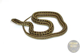 Полоз узорчатый, узорка, Elaphe dione
