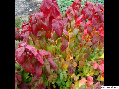 Спирея Макрофила - Macrophylla