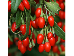 Годжи(Дереза обыкновенная), саженцы