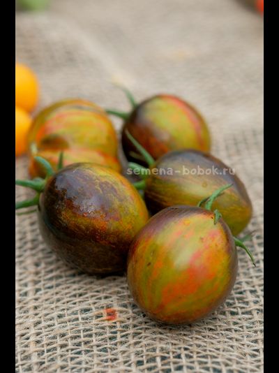 Томат Atomic Fusion (Атомный Сплав), 10 шт