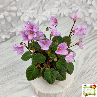 Frosted Fantasy (C.Sotkiewicz) трейлер