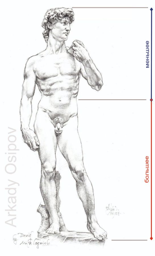 Человек в Золотой Пропорции