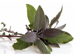 Шалфея мускатного конкрет (Salvia sclarea), Крым 10 г