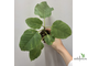 Ficus Palmeri (черенок укоренённый  ) / фикус Палмери