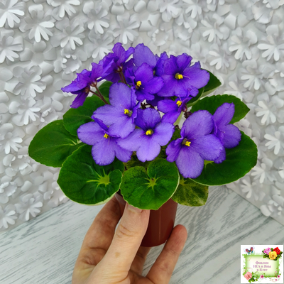 LV-Олег+Алиса (Л. Шевелева) 2025 г. (гёрл-лист с кроновой пестролистностью)