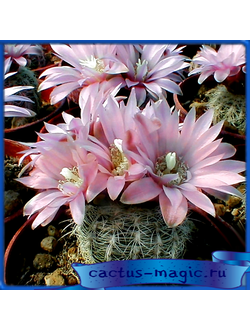 Gymnocalycium bruchii v. niveum R 727