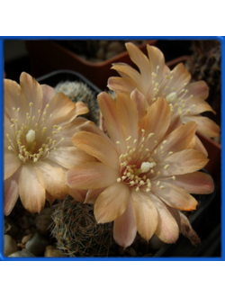 Mediolobivia pygmaea v. mudanensis WR 689